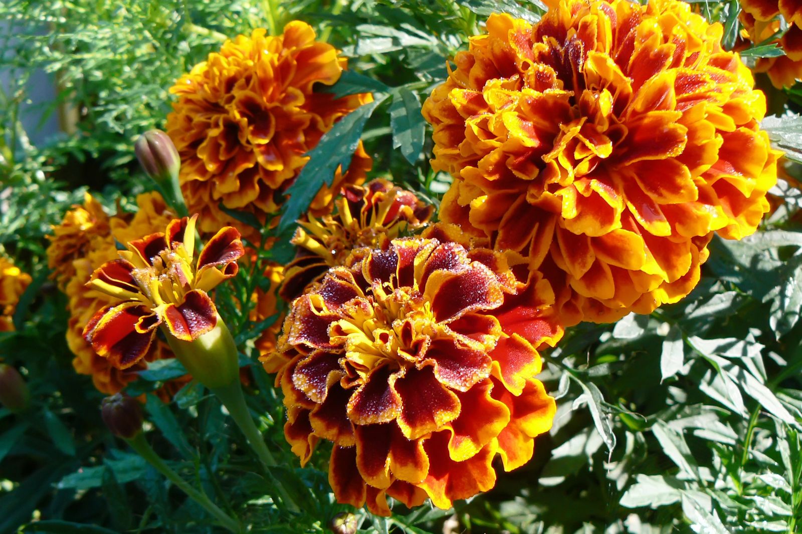 Semillas de tagete: recolecta y siembra