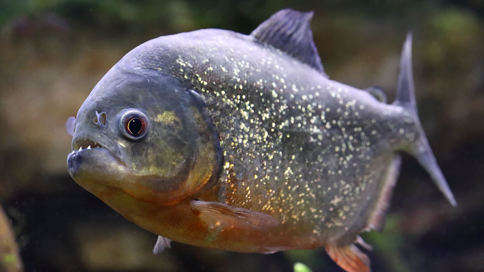 peces omnivoros