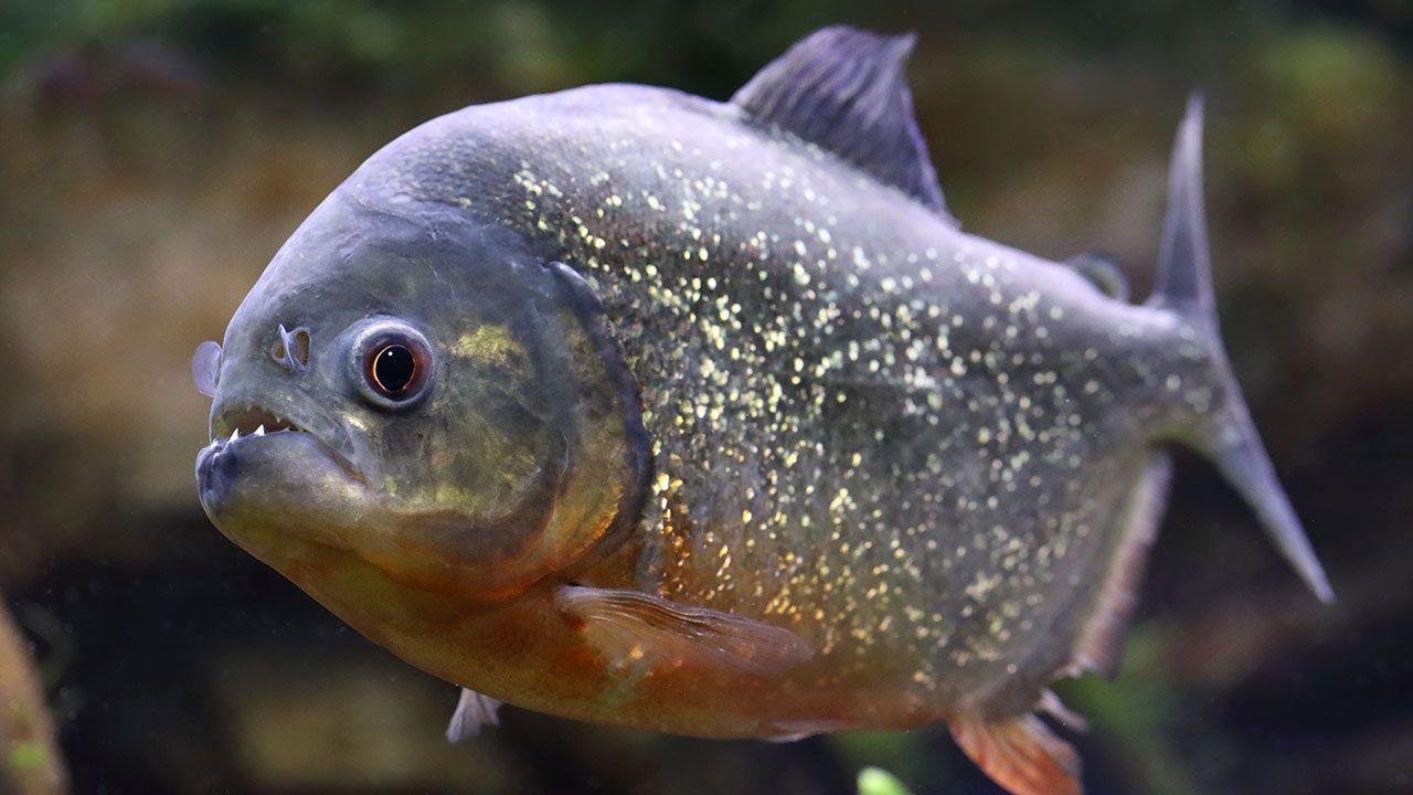 peces omnivoros