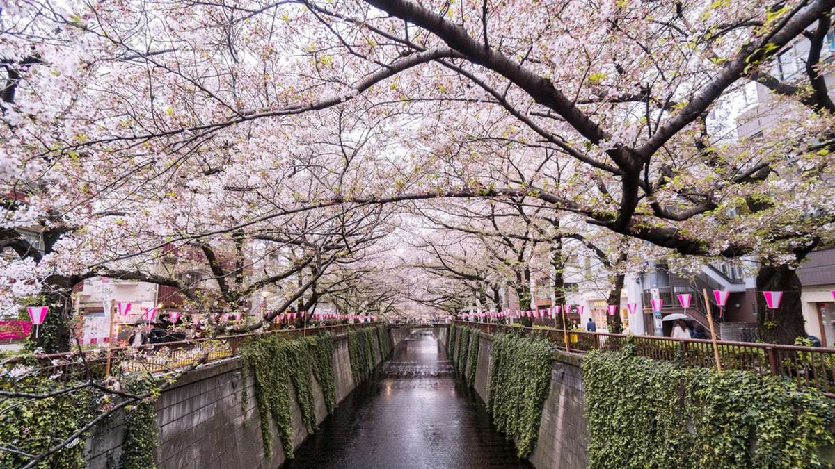 que es el hanami flores cerezo xl