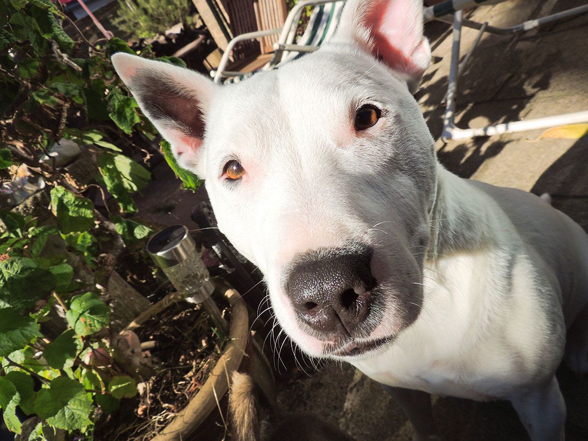 mascotas perros exposicion sol piel