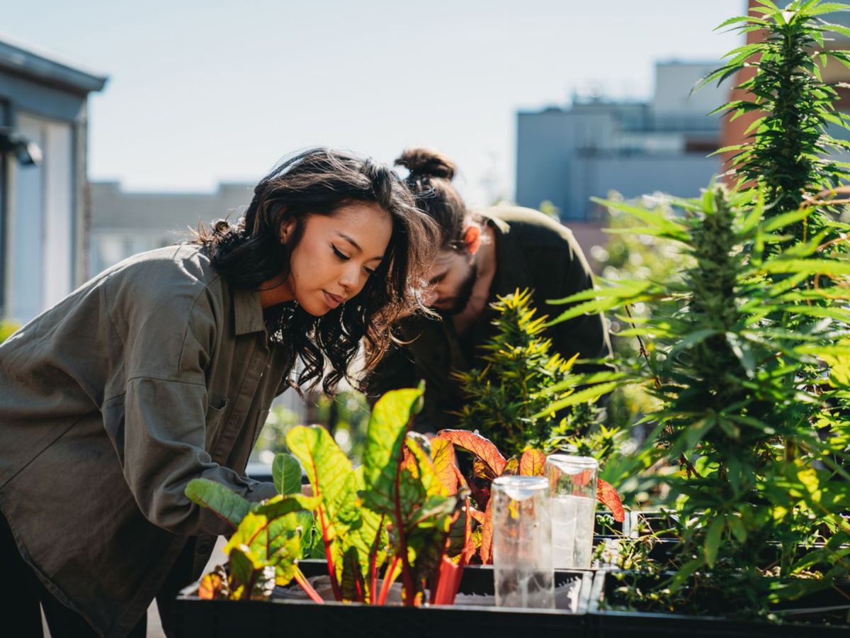 Tener un huerto urbano aporta una gran cantidad de beneficios.