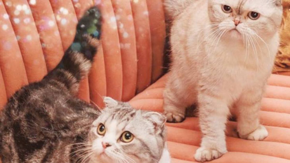 Olivia Benson y Meredith Grey, los gatos Fold Escocés de Taylor Swift