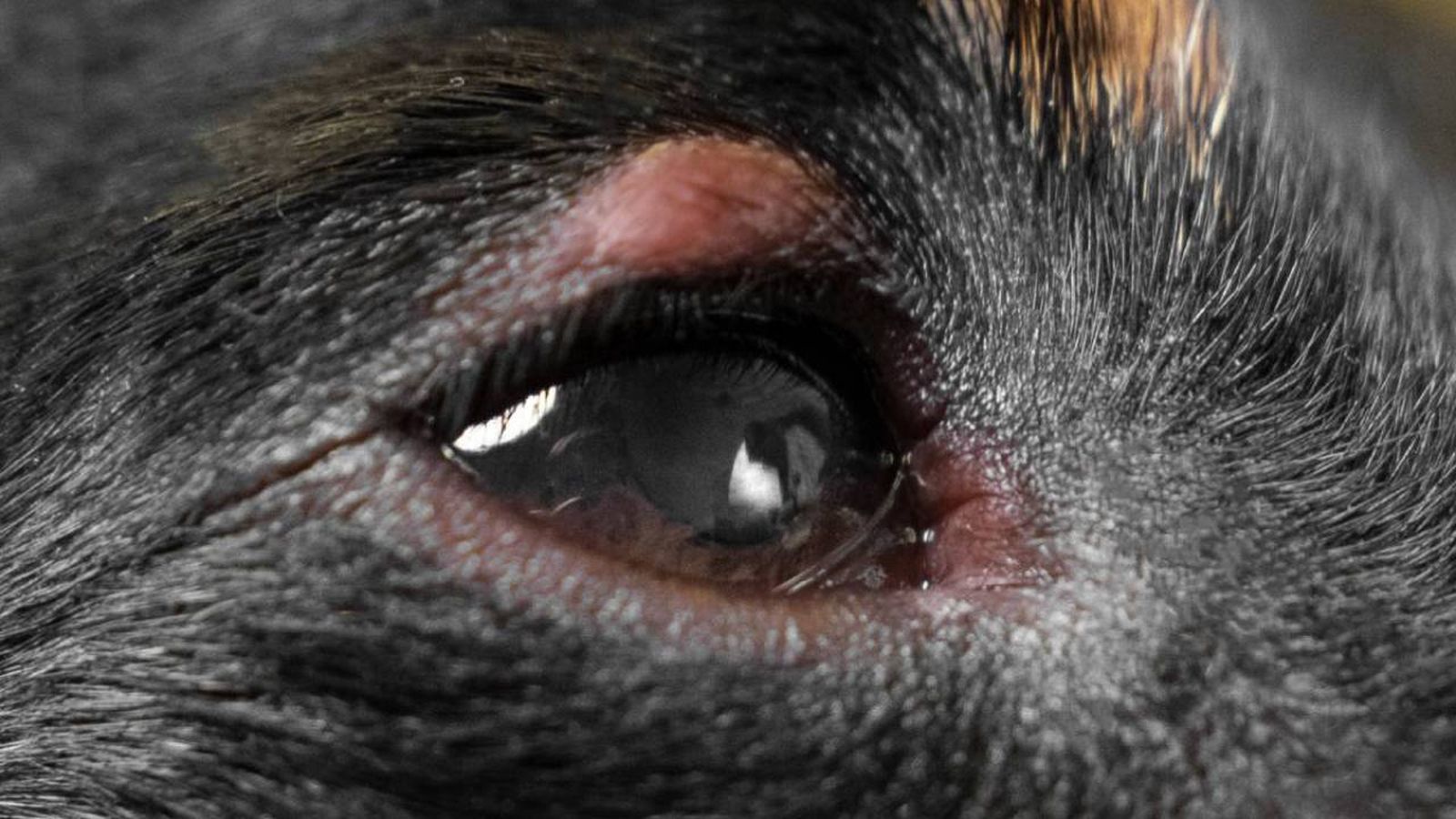 blefaritis en perros (1)