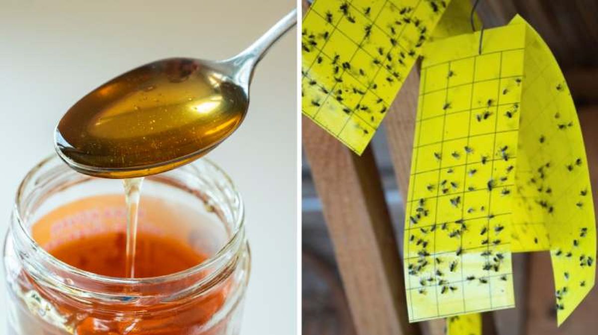 Pasos para hacer una trampa para moscas con cinta adhesiva