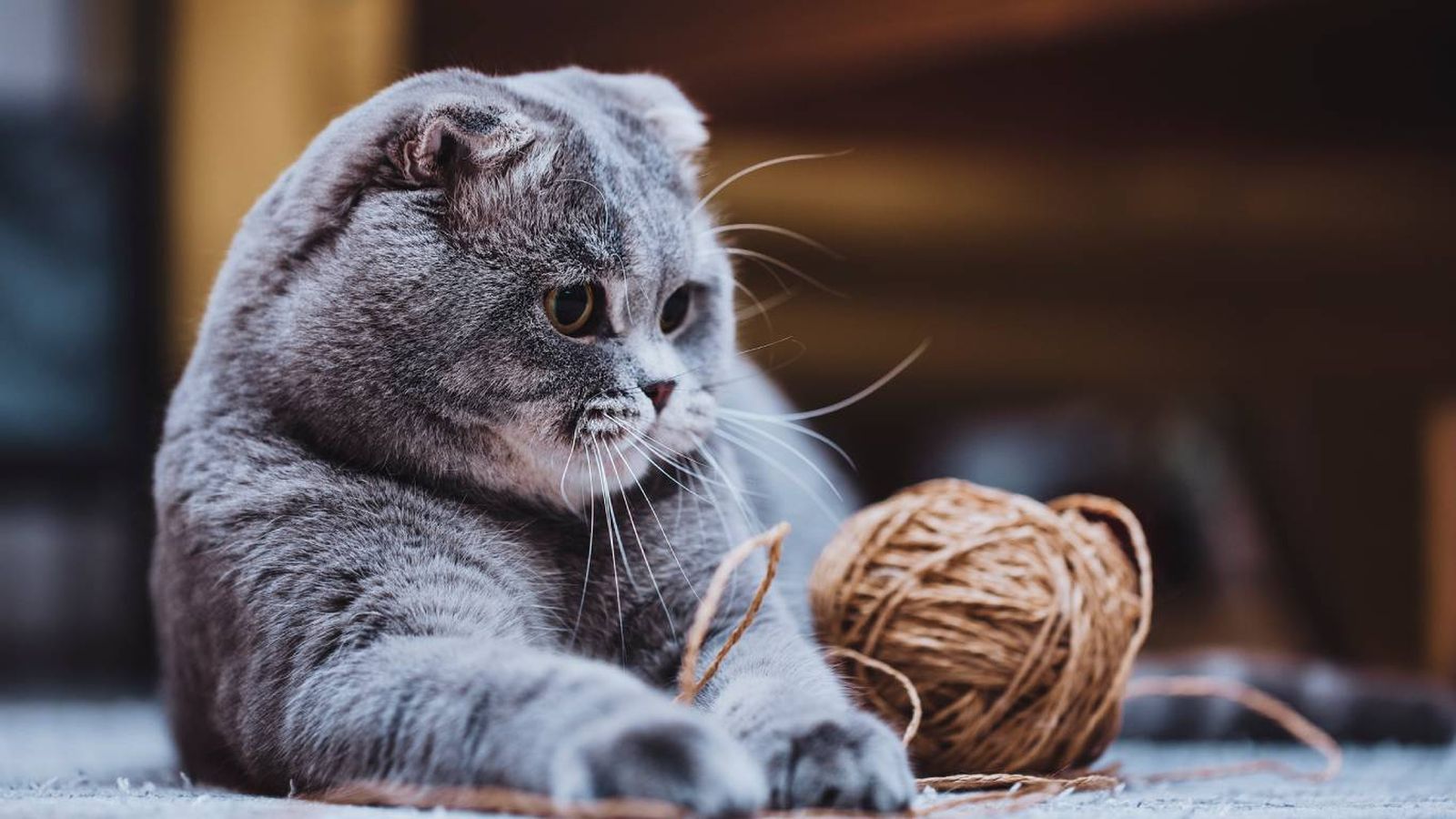 Estos gatos grises se han vuelto populares debido a su tierno aspecto.