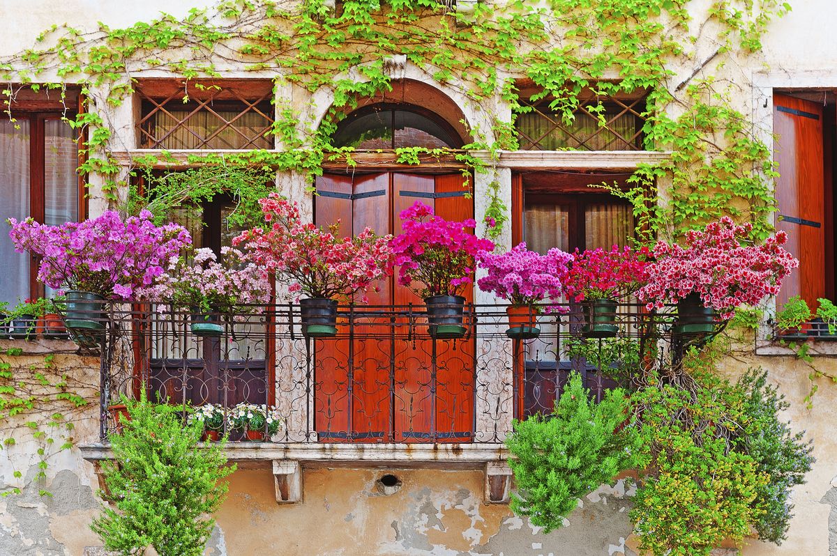 Flores perfectas para balcones