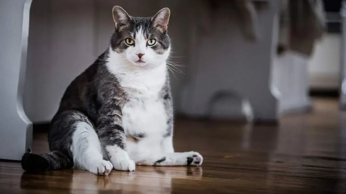 bolsa primordial de los gatos 2