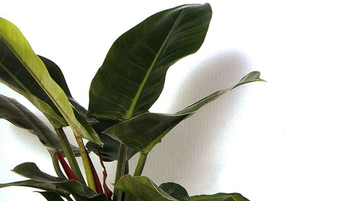 Filodendro erubescens.