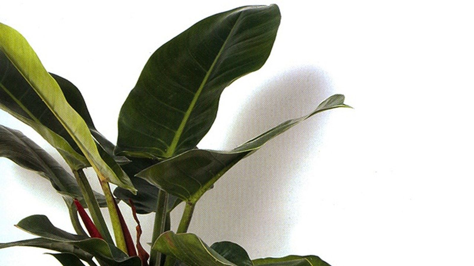 Filodendro erubescens.