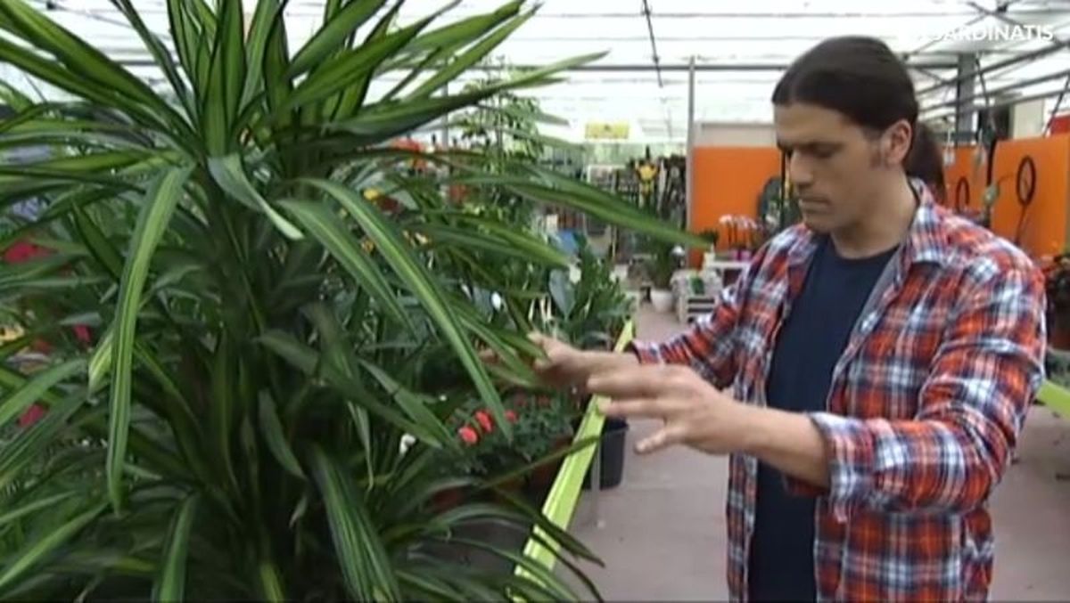 La Dracaena Ricky es muy resistente