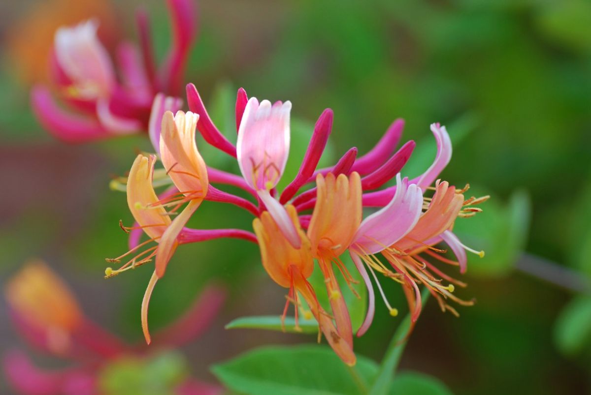Lonicera caprifolium