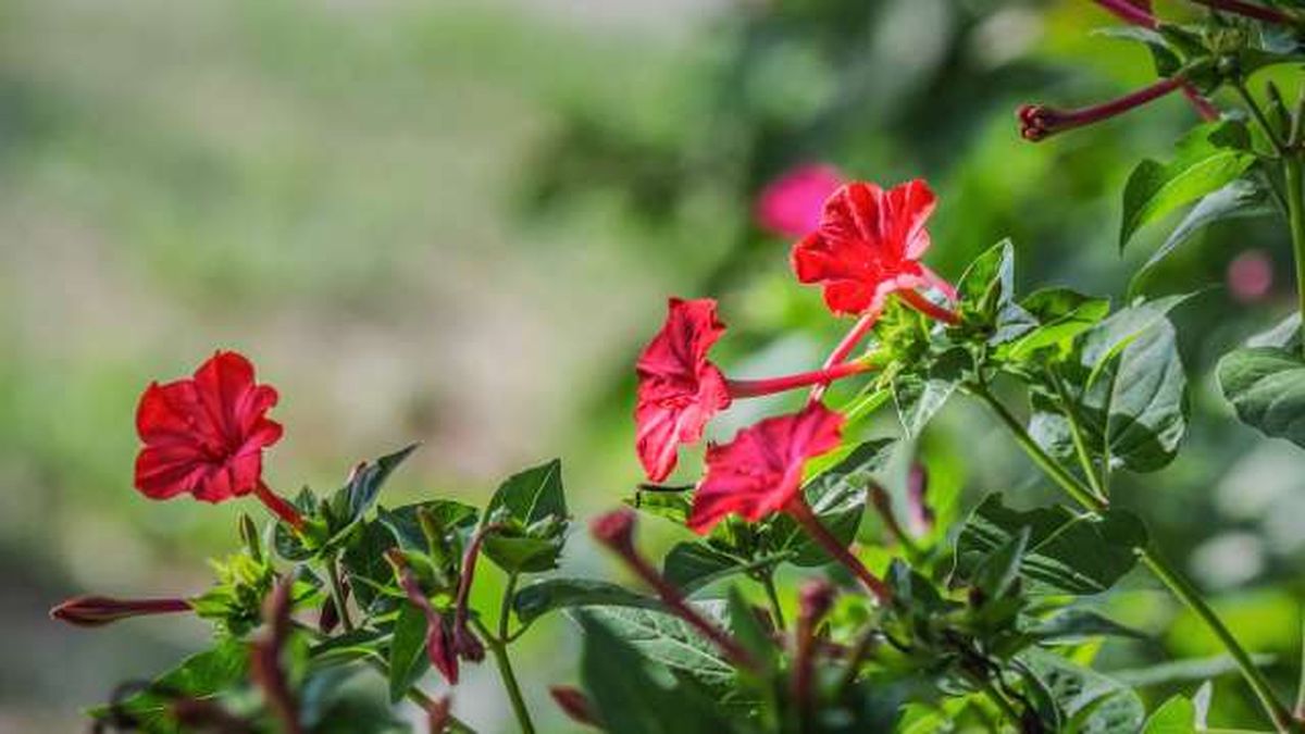 planta mirabilis jalapa don diego de noche