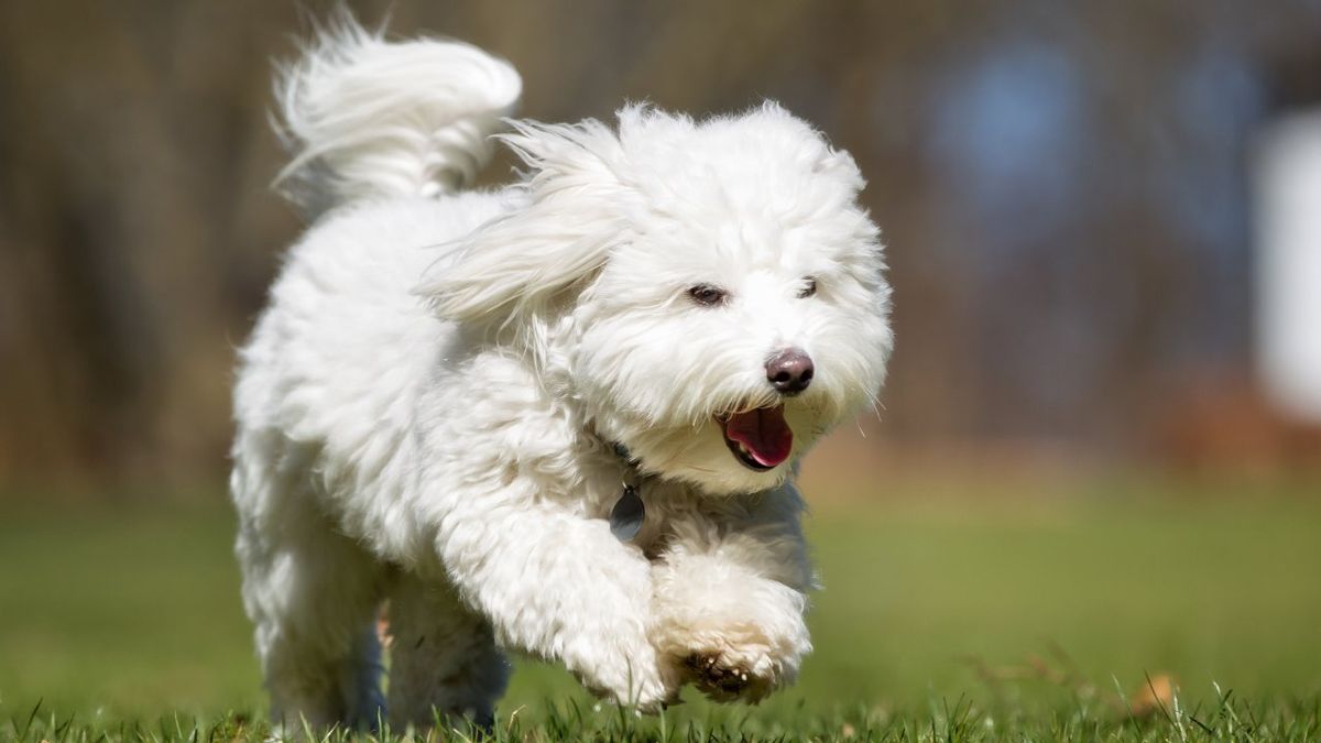 coton de tulear