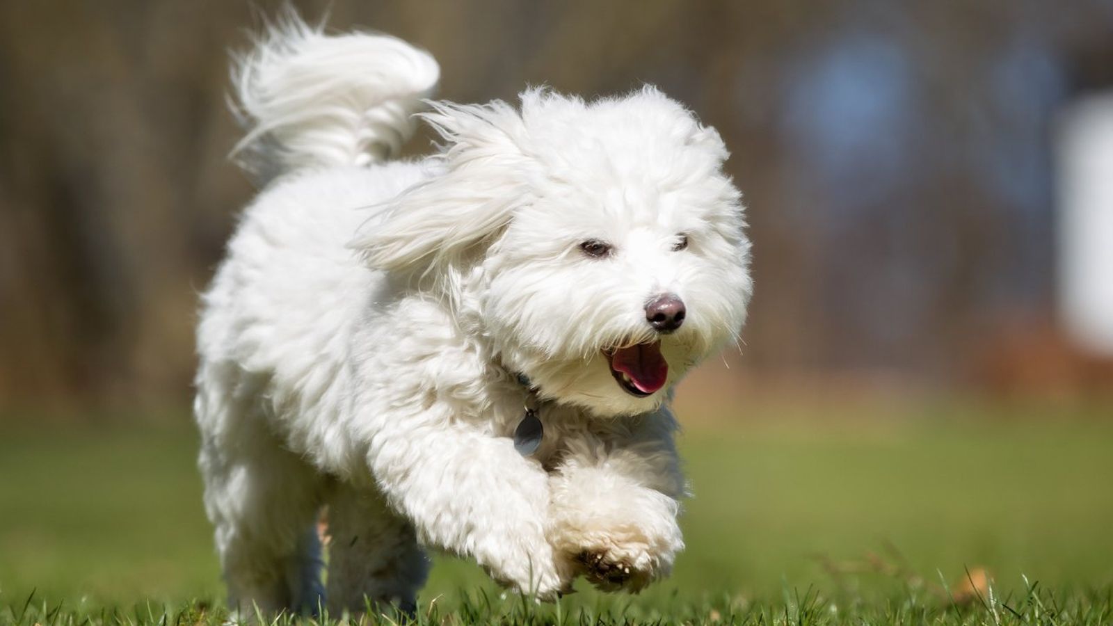 coton de tulear