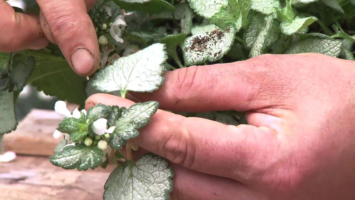 deco 740 lamium flores blancas