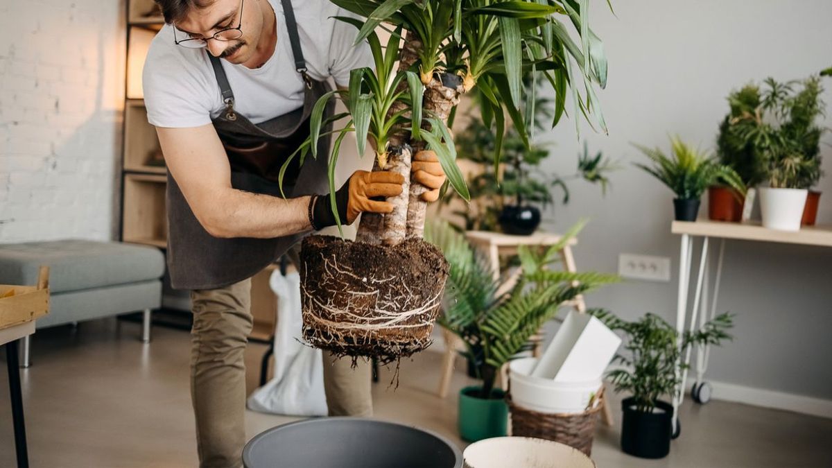 mitos sobre las plantas de interior