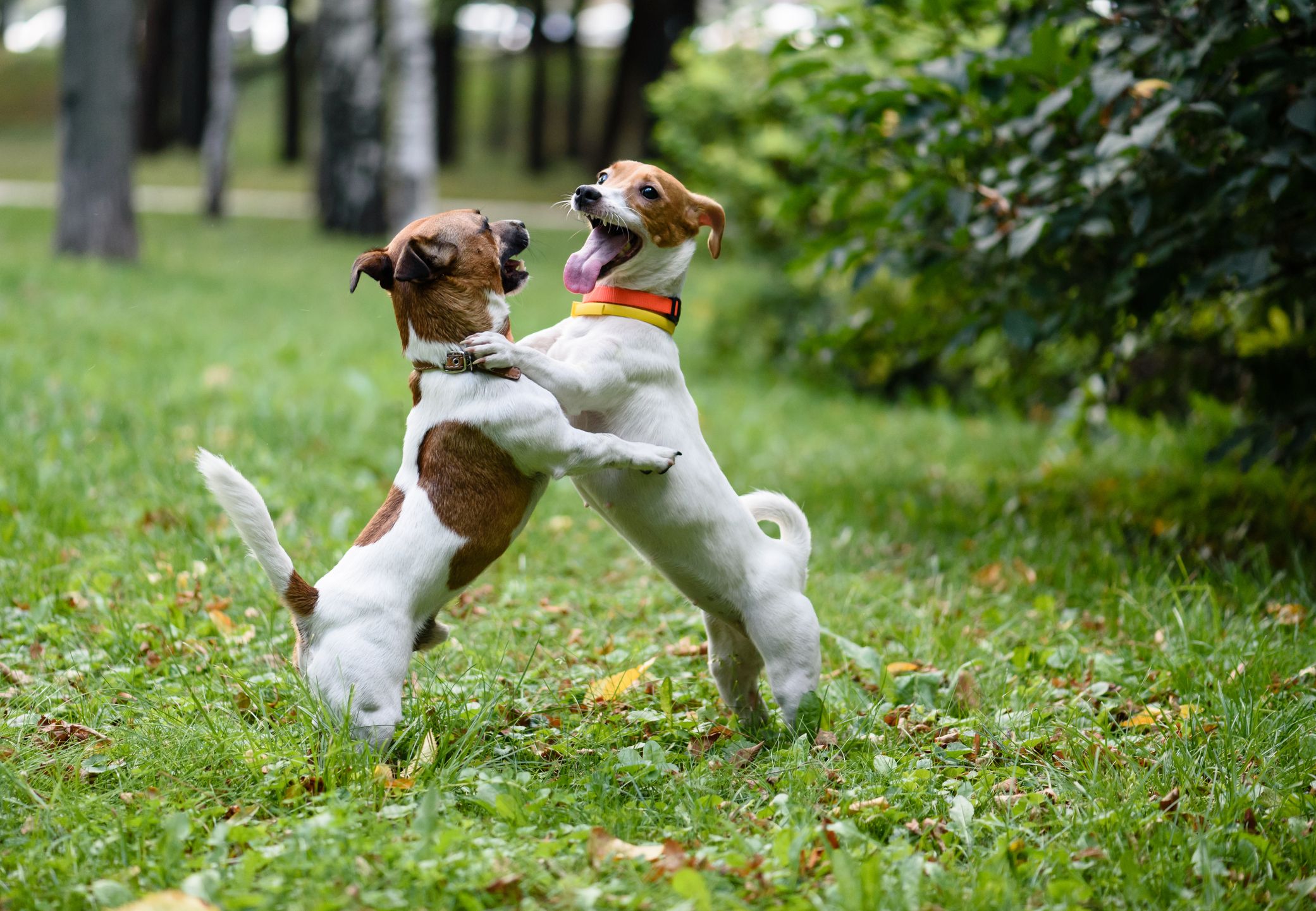 monta de perros
