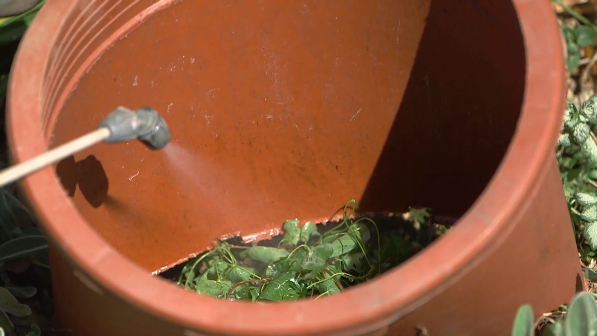 brico 965 briconsejo 3 como eliminar correhuela xl