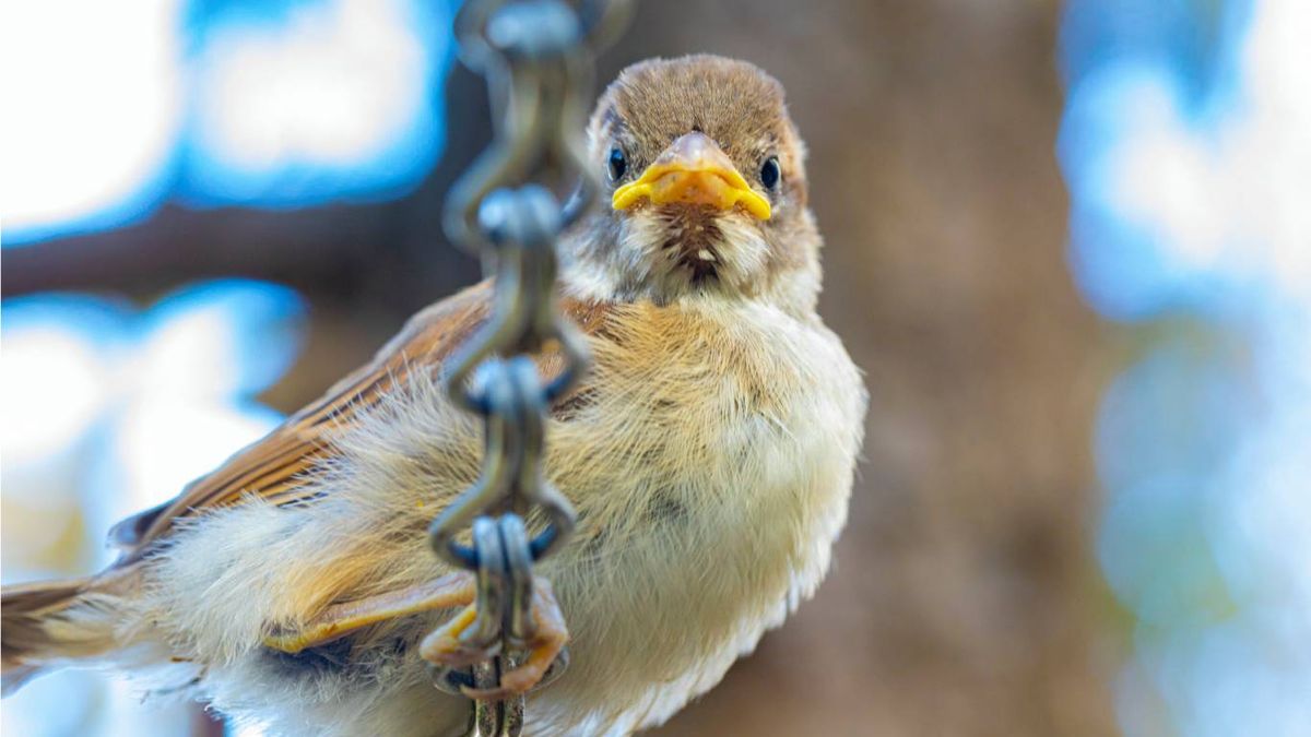 Los gorriones han logrado desarrollar un sistema de control del apetito.