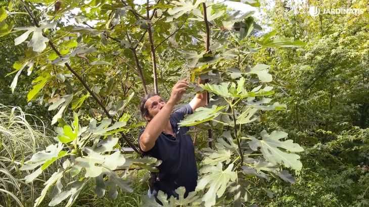 higuera en el jardin