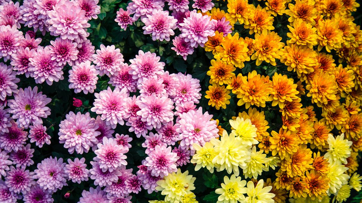 flores invierno crisantemos