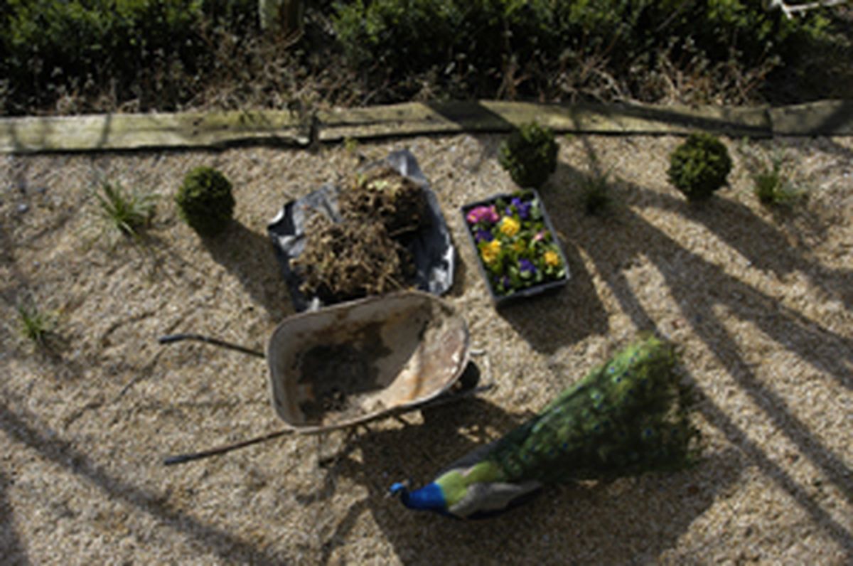 Plantación en gravilla al sol