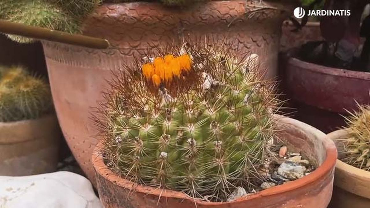 flores reales cactus coleccion iñigo segurola