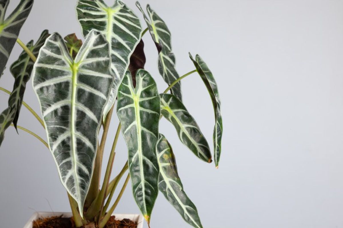 Alocasia,