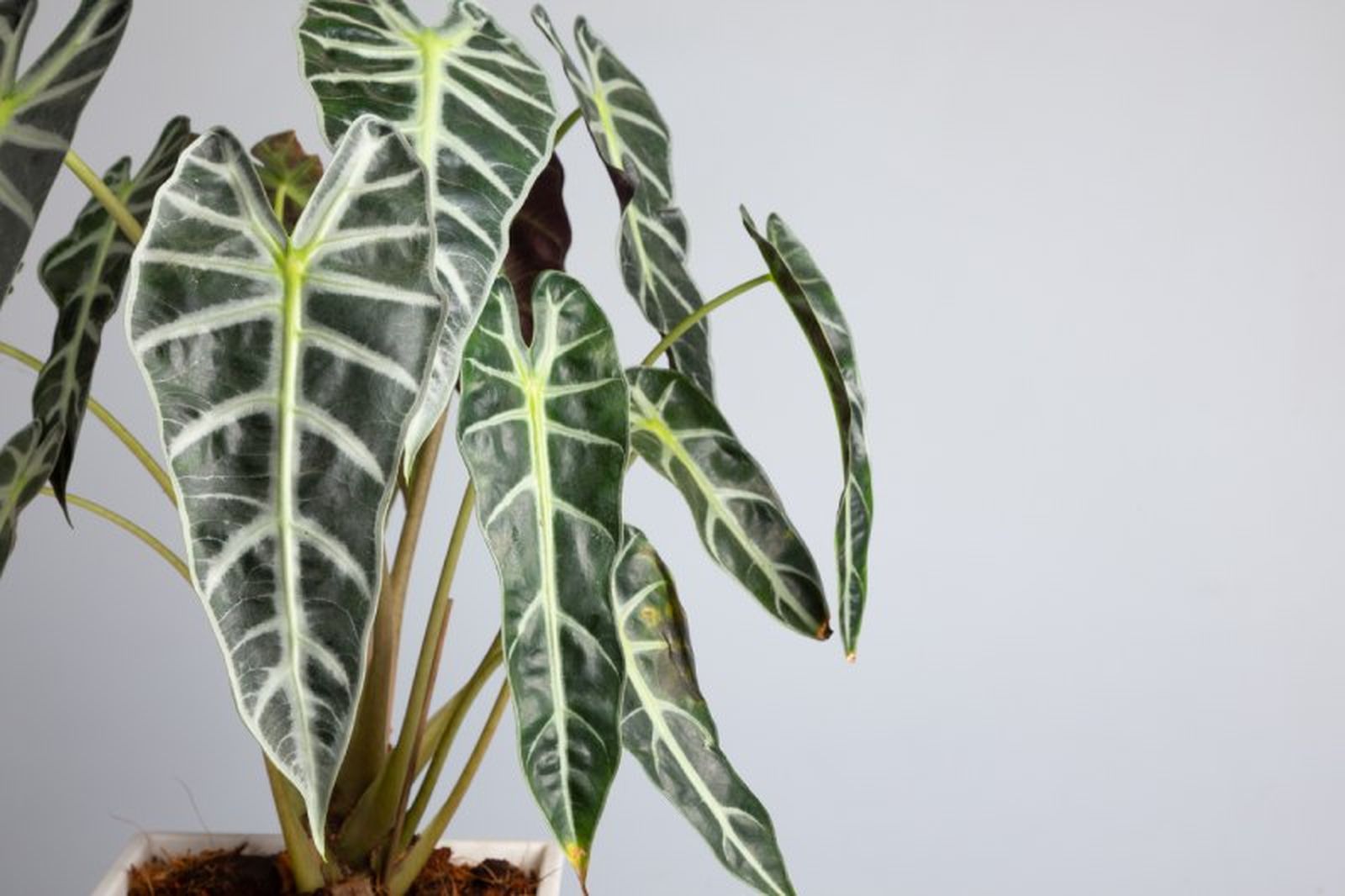 Alocasia,