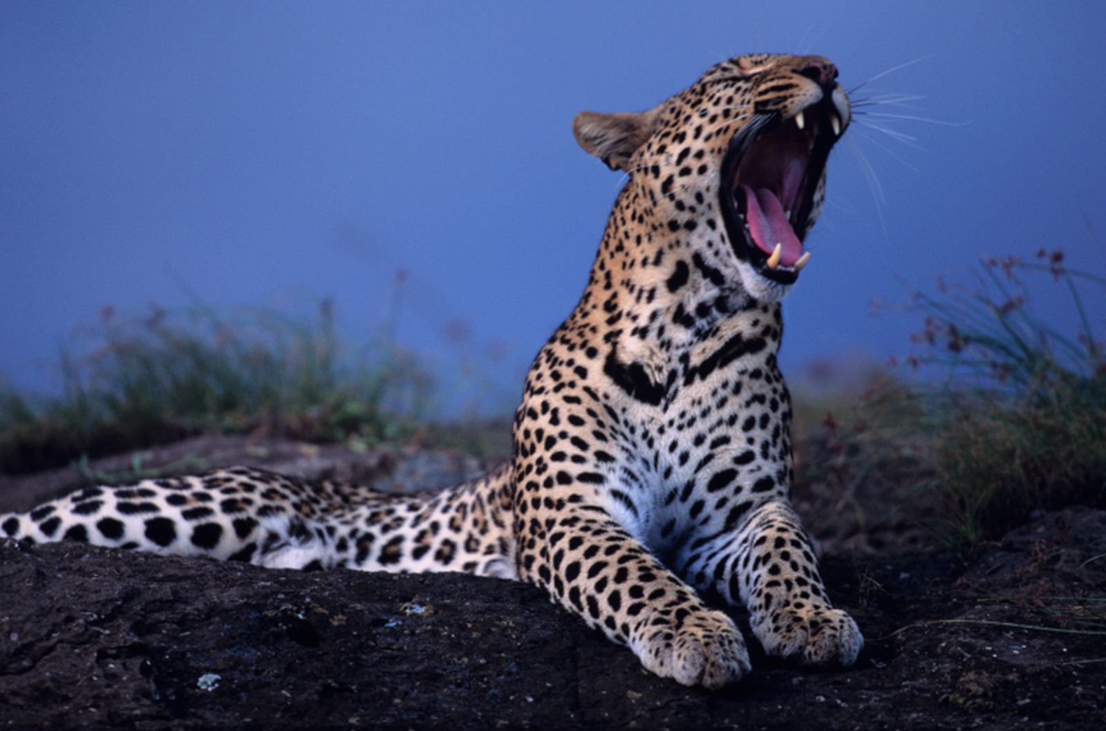Leopardo bostezando
