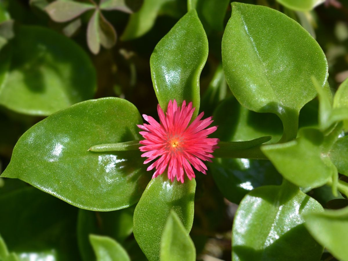 La Aptenia cordifolia es un suculenta con flor preciosa.