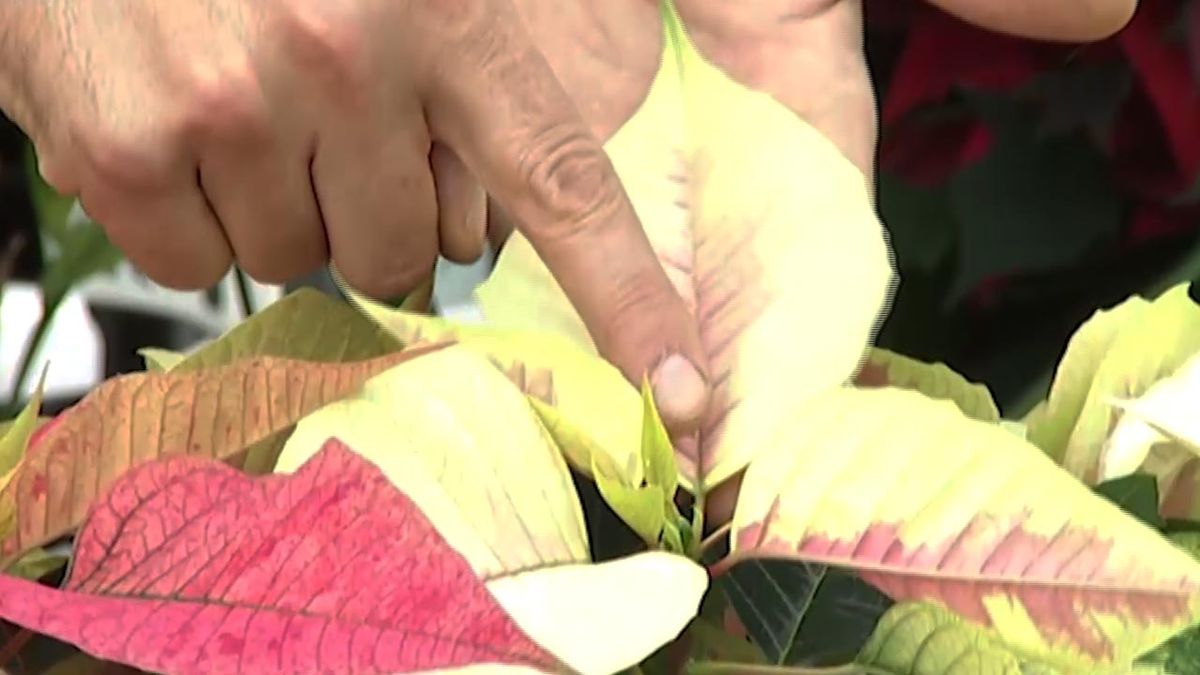 deco 414 variedades flor de pascua 4