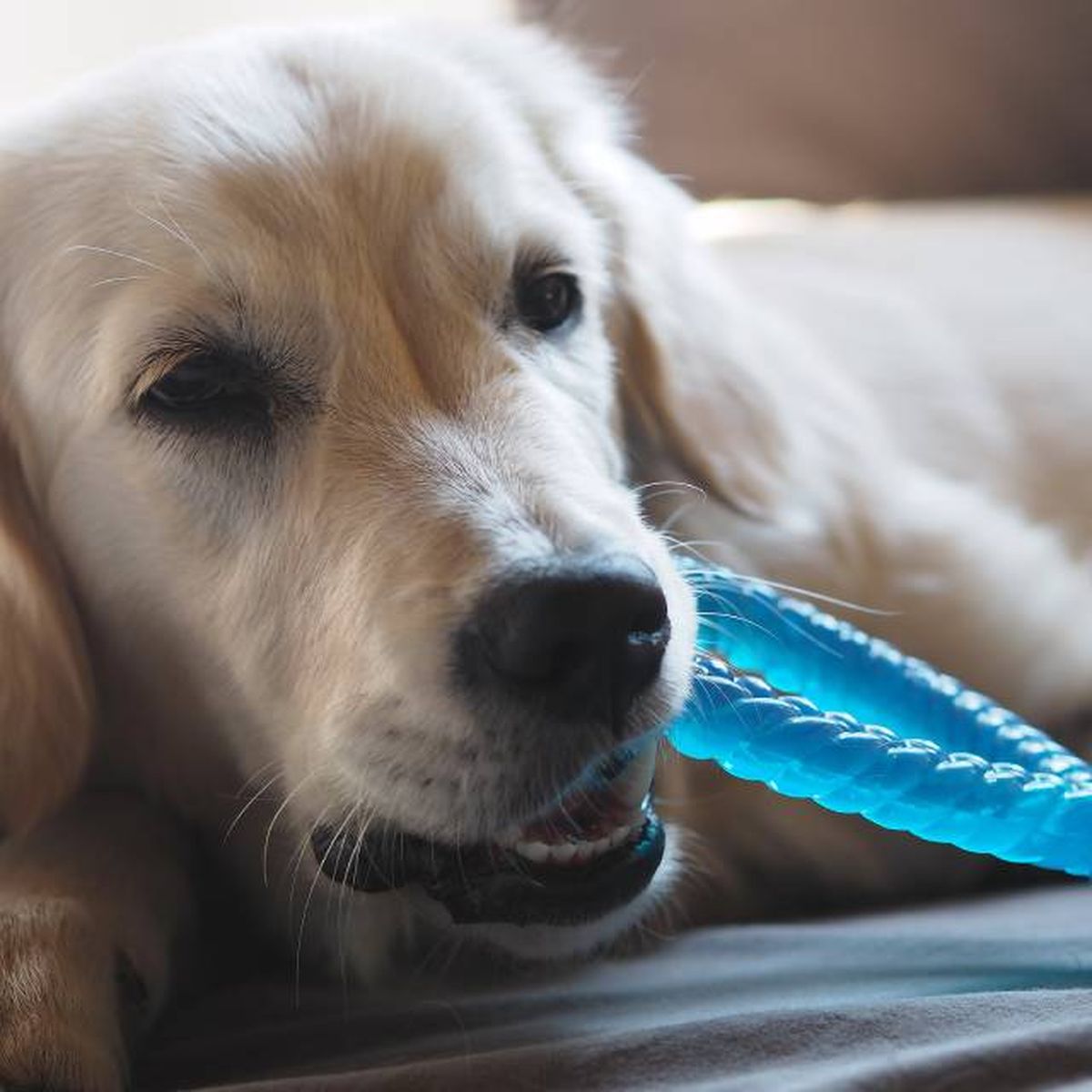 juguetes mordedores congelables perros verano material