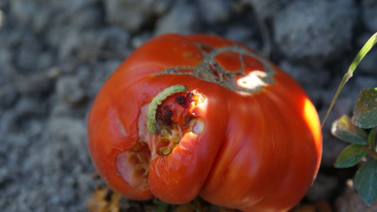 Oruga del tomate