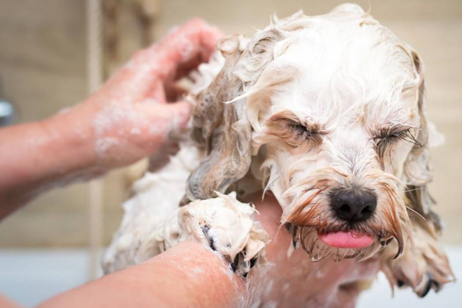 Cada perro requiere ser bañado con una frecuencia diferente según el tipo de pelo.