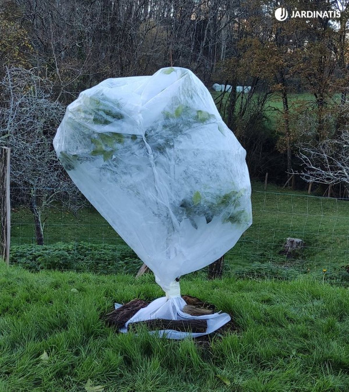 naranjo protegido de las heladas