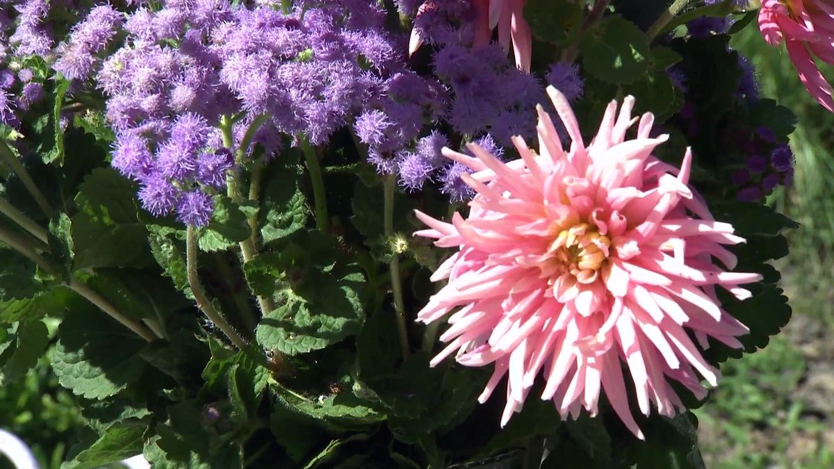 deko 708 jardineria parterre otono composicion floral dalias