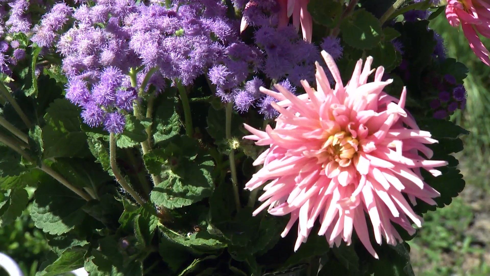 deko 708 jardineria parterre otono composicion floral dalias