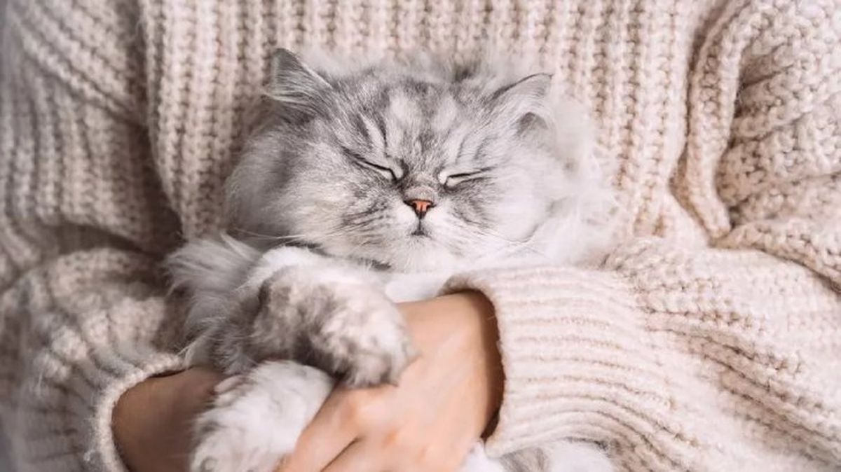 seguros para mascotas 4