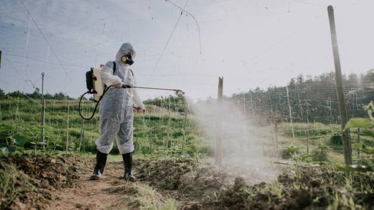 abono quimico en la huerta
