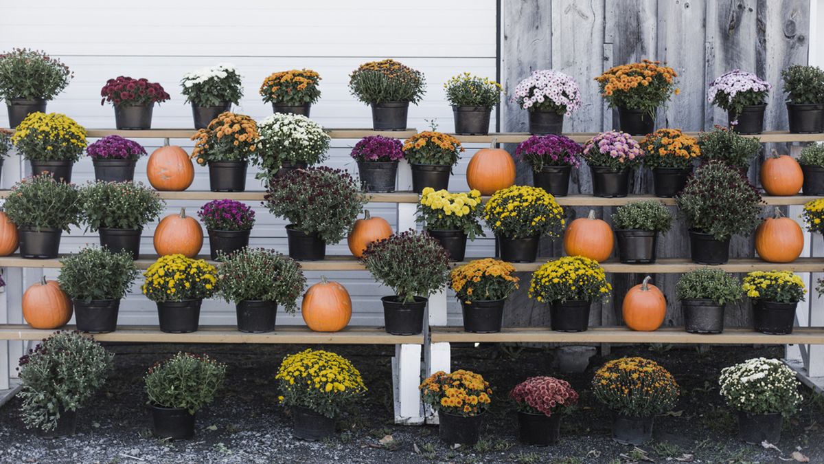 estanteria crisantemos calabazas
