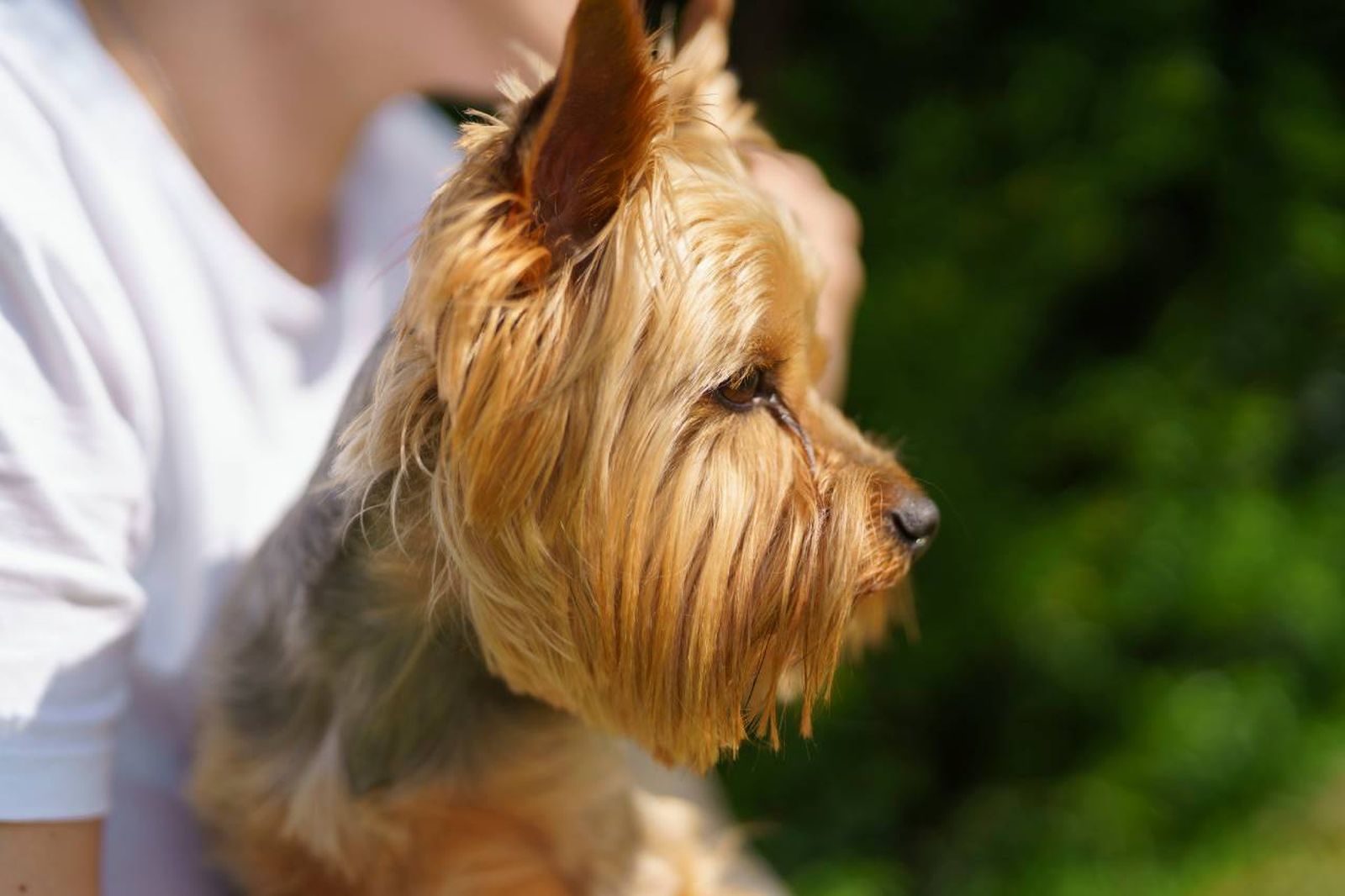 El Yorkshire es una raza propensa a padecer algunos problemas de piel.