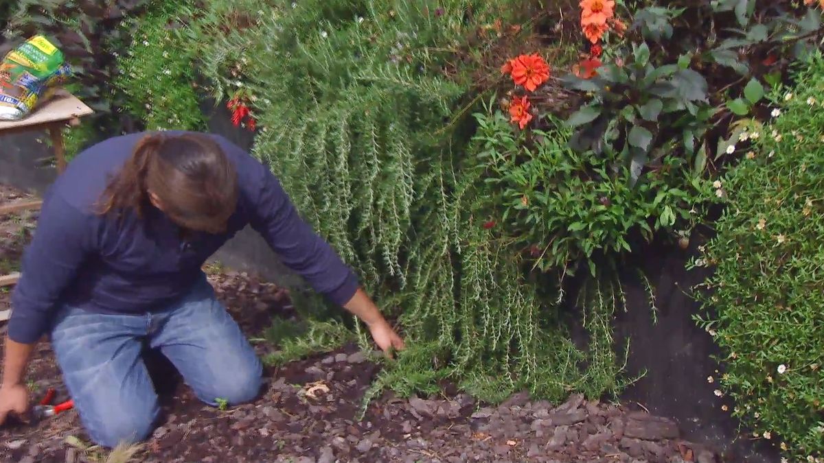 Decogarden 668 ventajas corteza pino romero