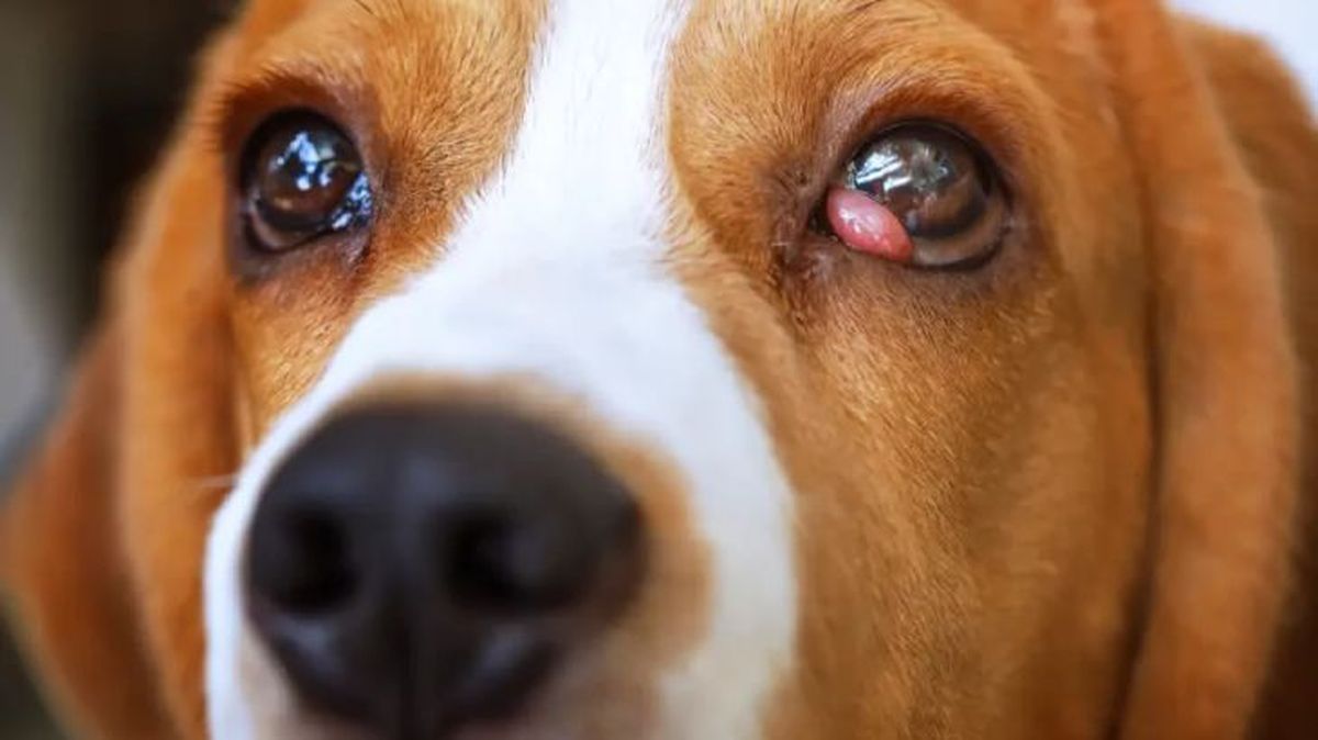 tercer parpado en perros 3