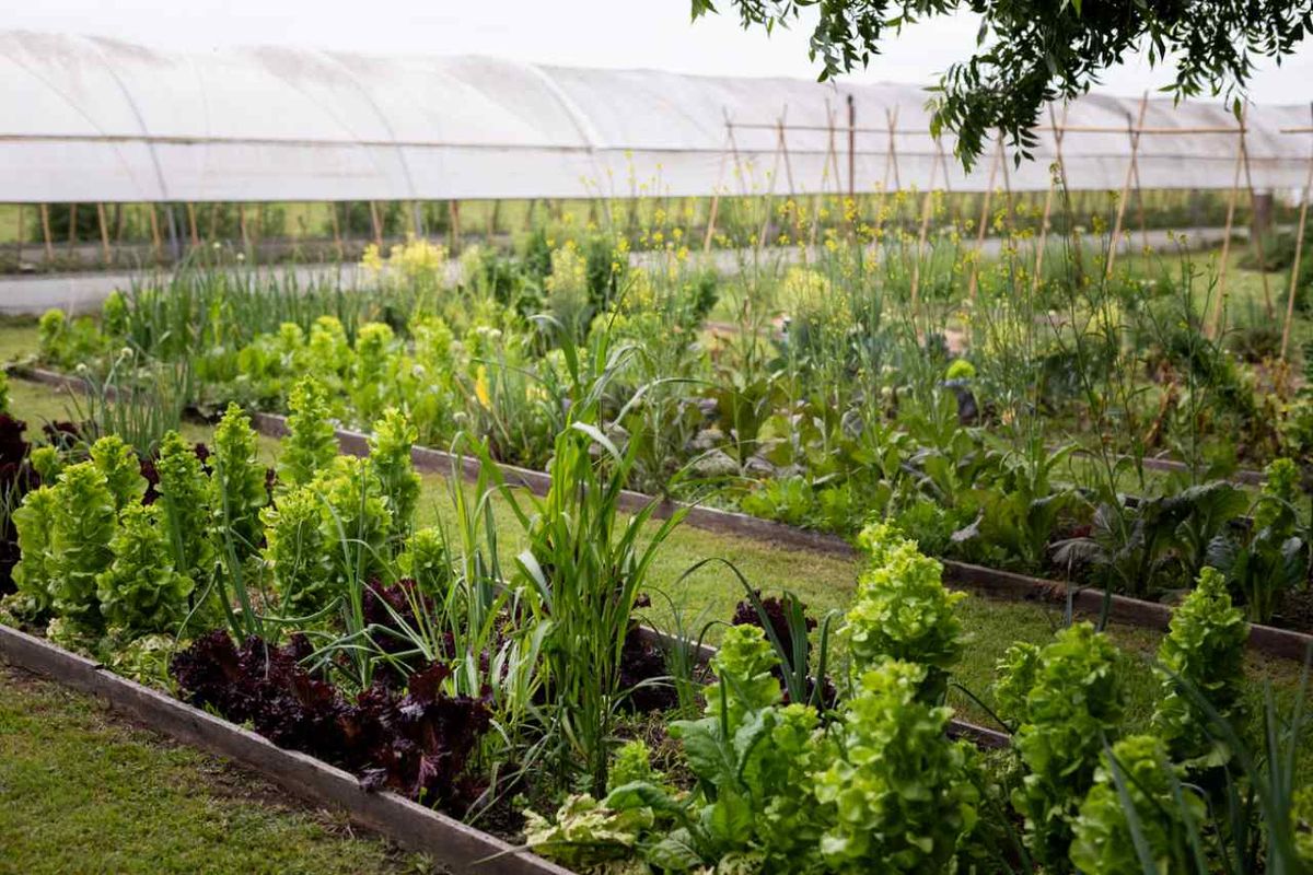 Siempre es un buen momento para comenzar a tener una huerta.