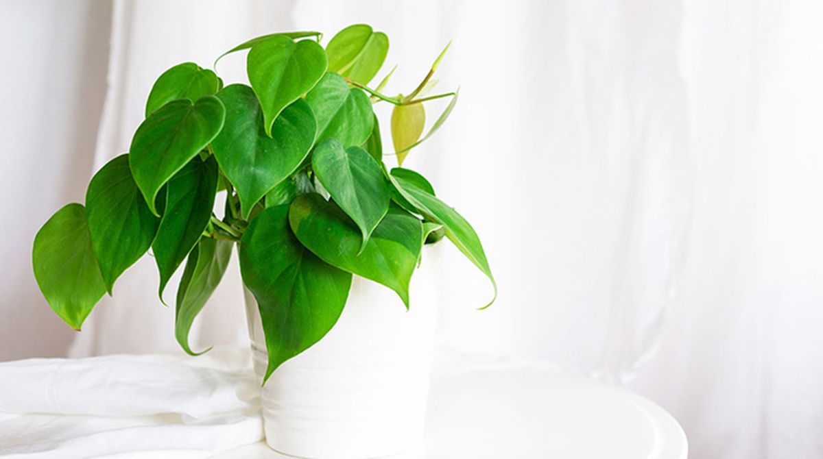 Philodendron scandens.