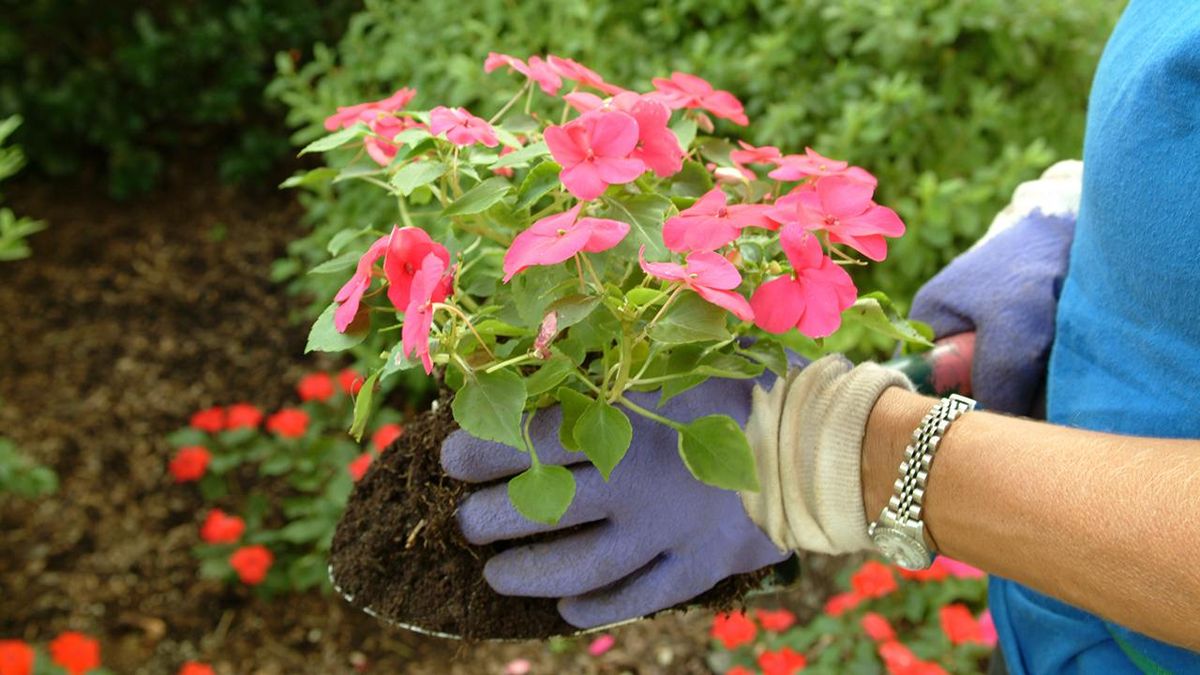 La época para poder trasplantar una planta depende de ciertos factores.
