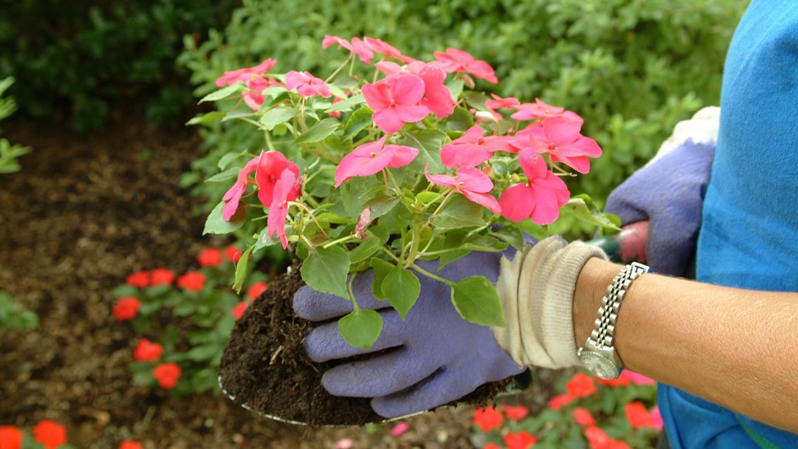 La época para poder trasplantar una planta depende de ciertos factores.