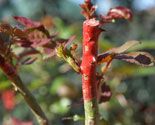 326 plant rosa macet p02